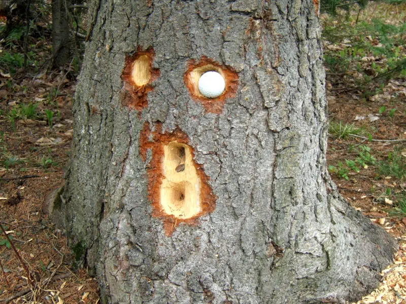 tronc d’arbre