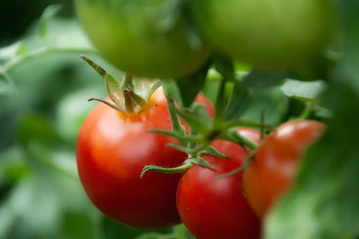 quand planter tomates