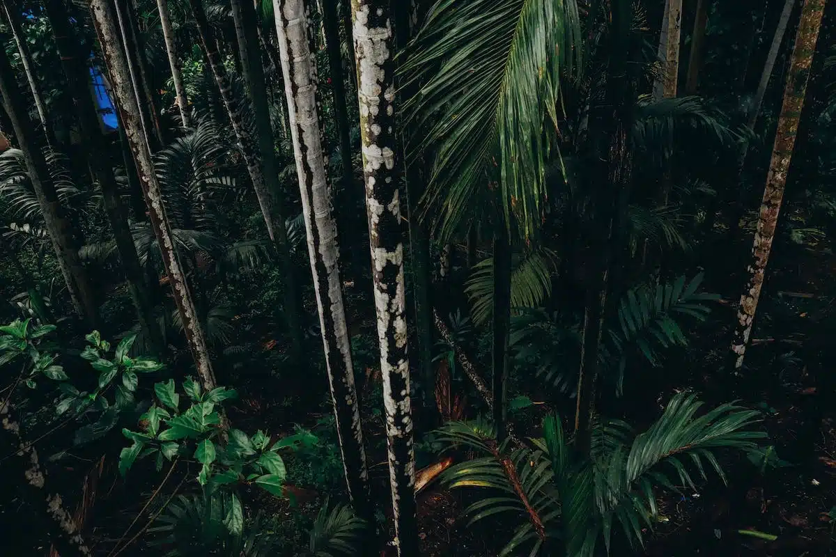 motif jungle