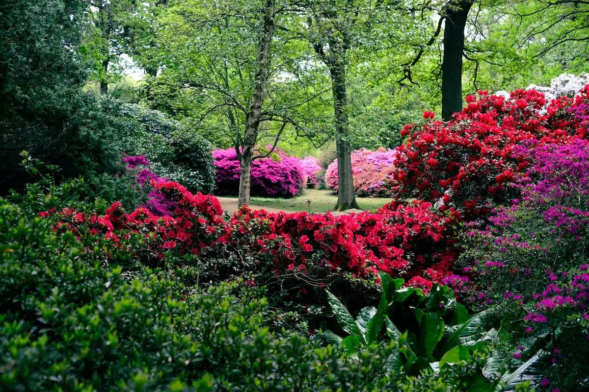 jardin coloré