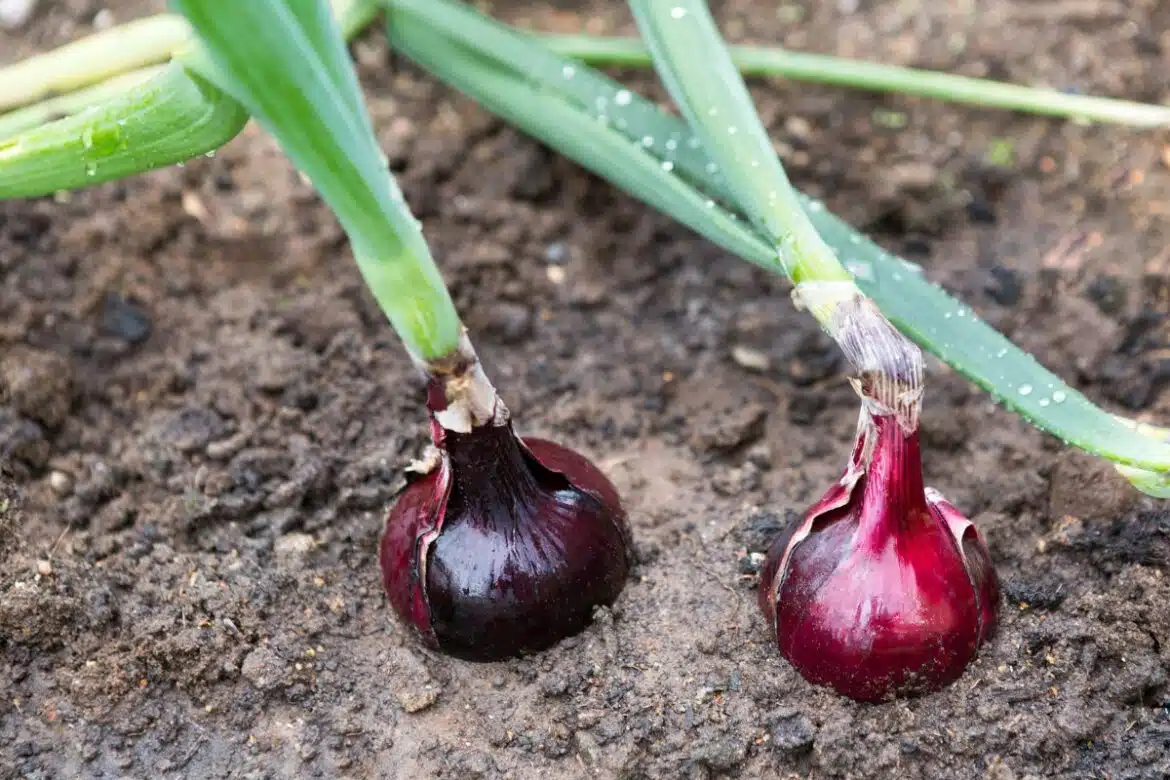 Ce que vous devez savoir avant de planter des oignons rouges