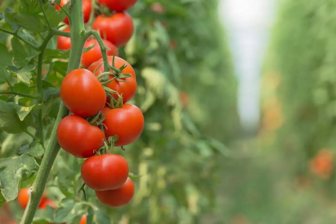 Comment planter correctement un plant de tomates ?