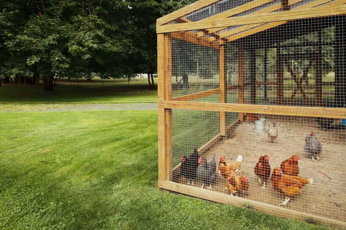 Comment protéger les poules du jardin contre les fouines ?