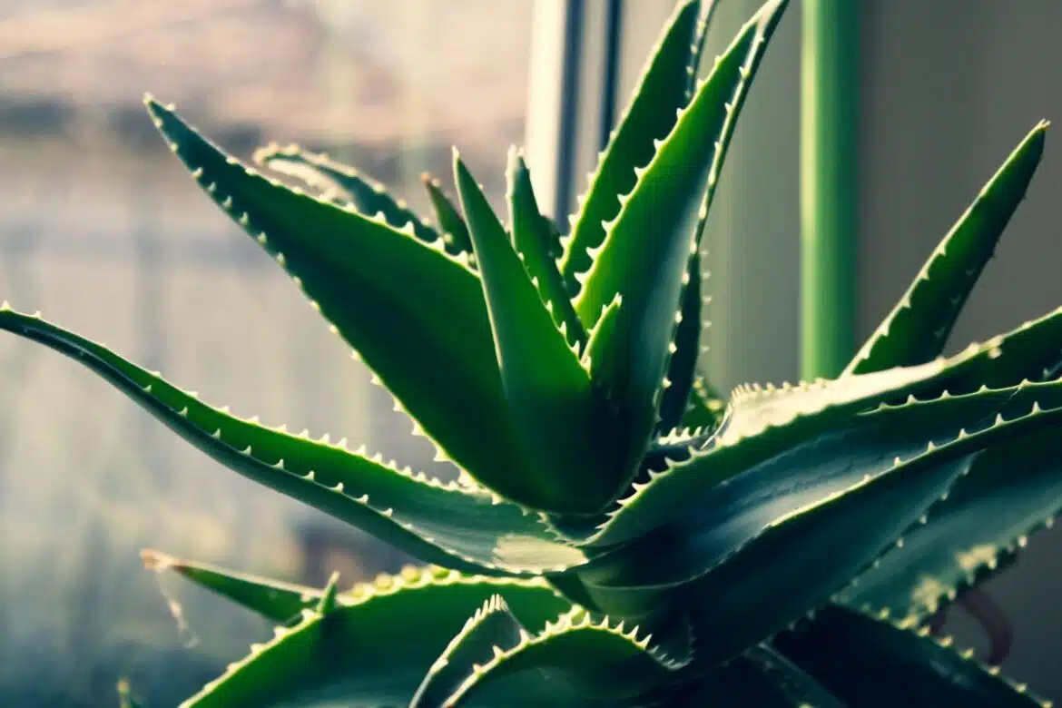 La technique imparable pour bouturer une aloe vera