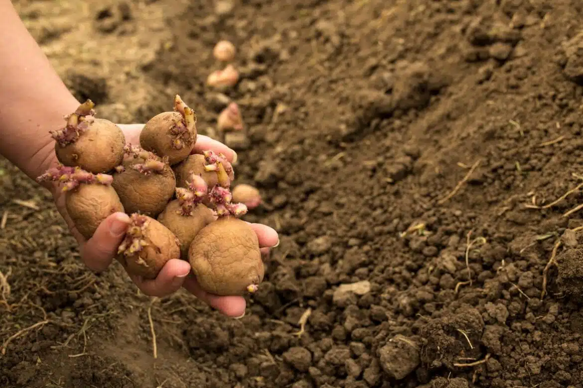 Où trouver facilement des plants de pomme de terre ?