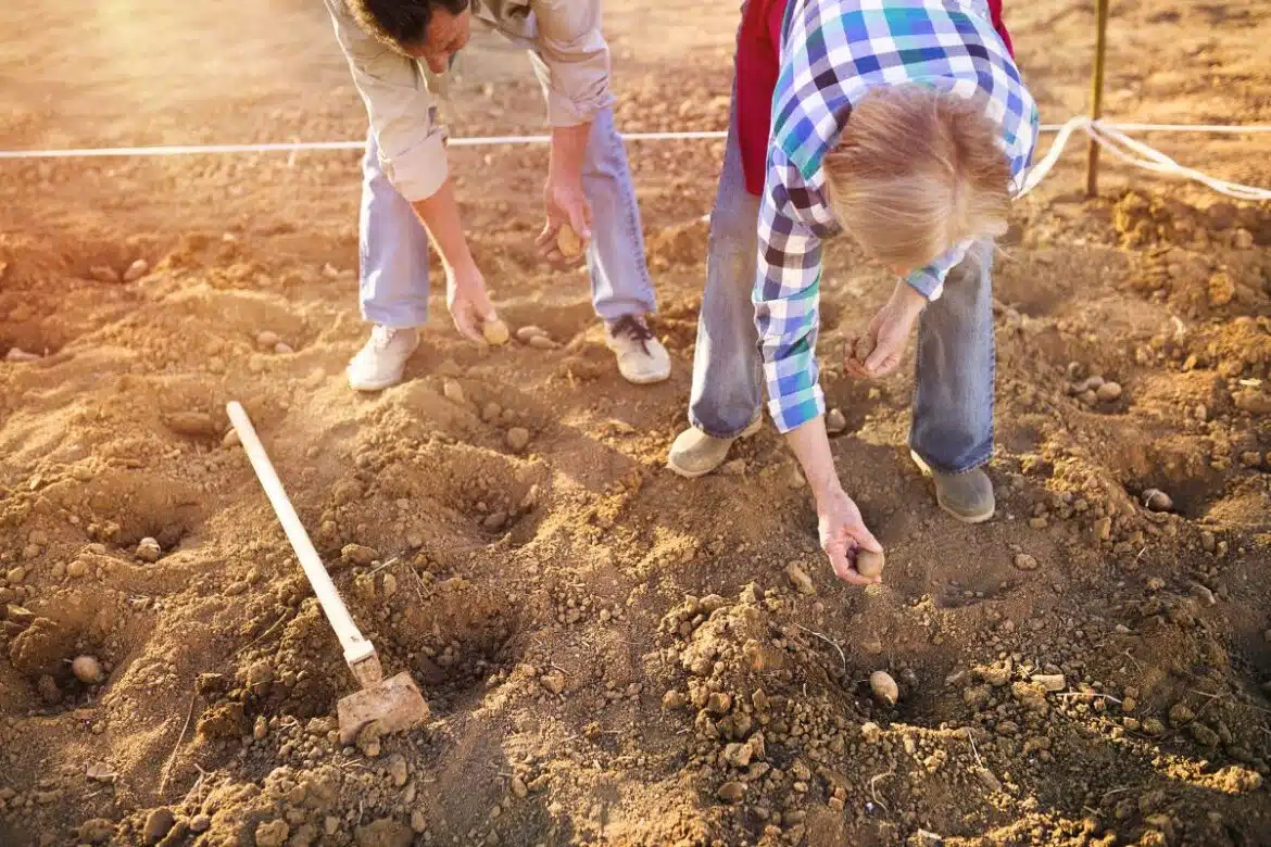 Peut-on vraiment planter des pommes de terre toute l'année ?