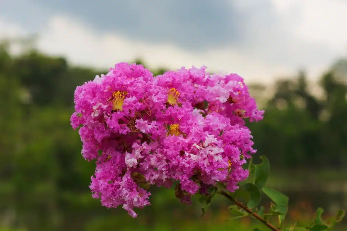 Quel est le bon moment pour bouturer les lilas des Indes ?