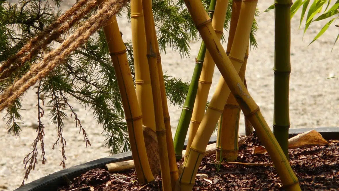 Comment bien choisir ses plants de bambous ?
