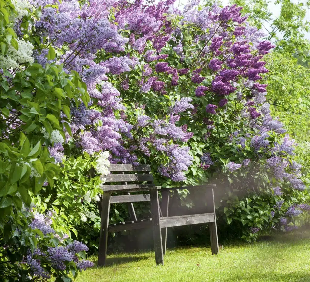 de lilas une multiplication des plus simples