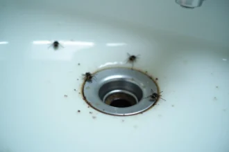Mouches à drains sur un siphon de lavabo en acier inoxydable dans une salle de bain moderne