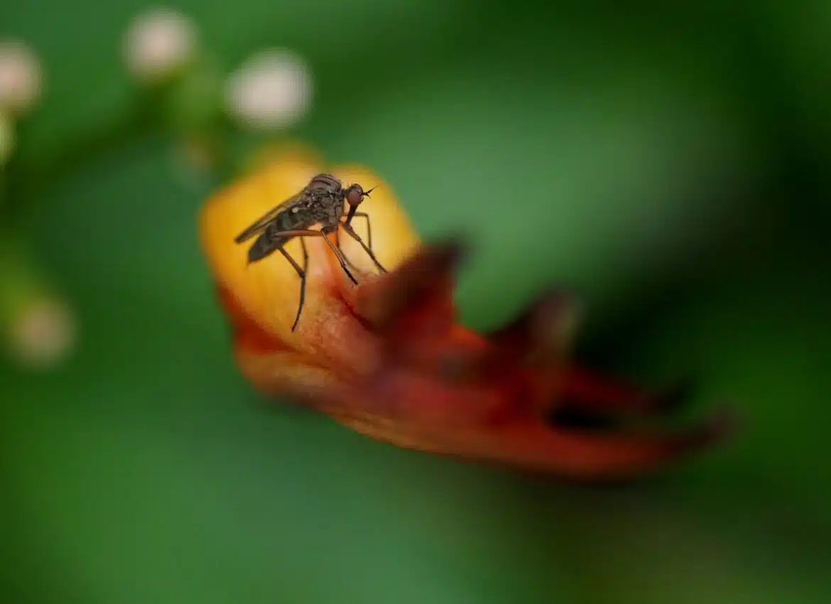 black and yellow bug on red flower