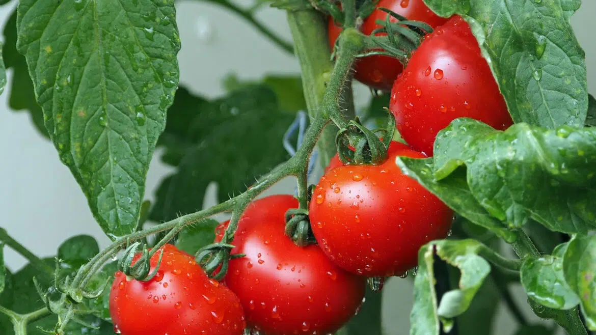 Pourquoi utiliser l’engrais naturel pour ses tomates ?
